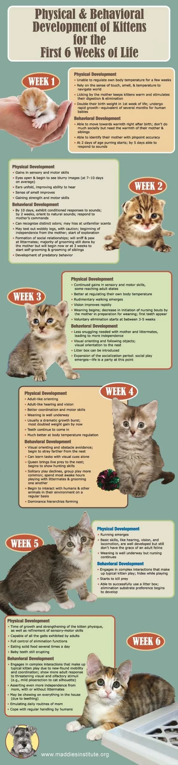 Kitten Development in the First Six Weeks of Life  