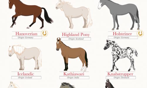 different beautiful horse breeds
