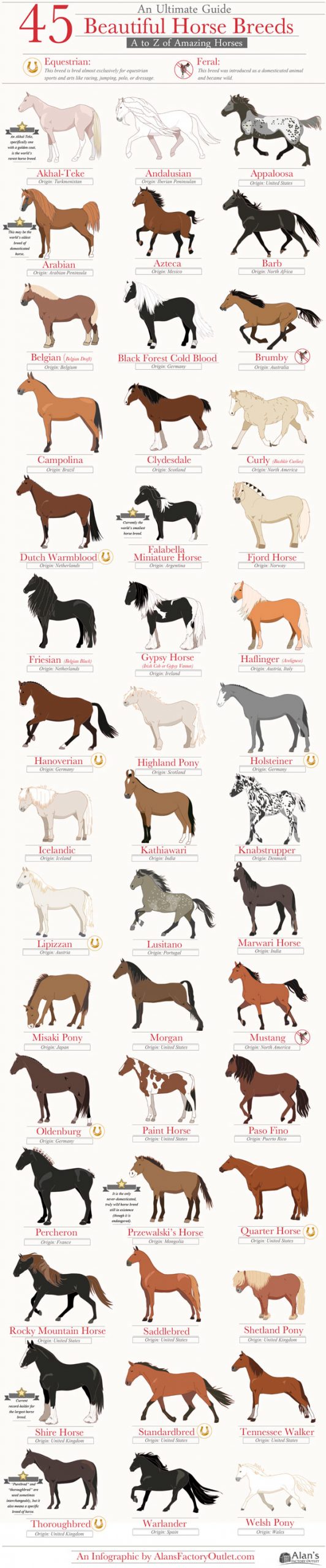 different beautiful horse breeds