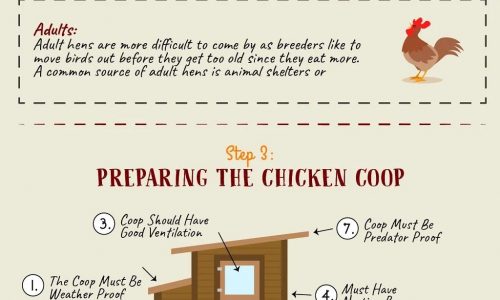 Guide To Raising Backyard Chickens