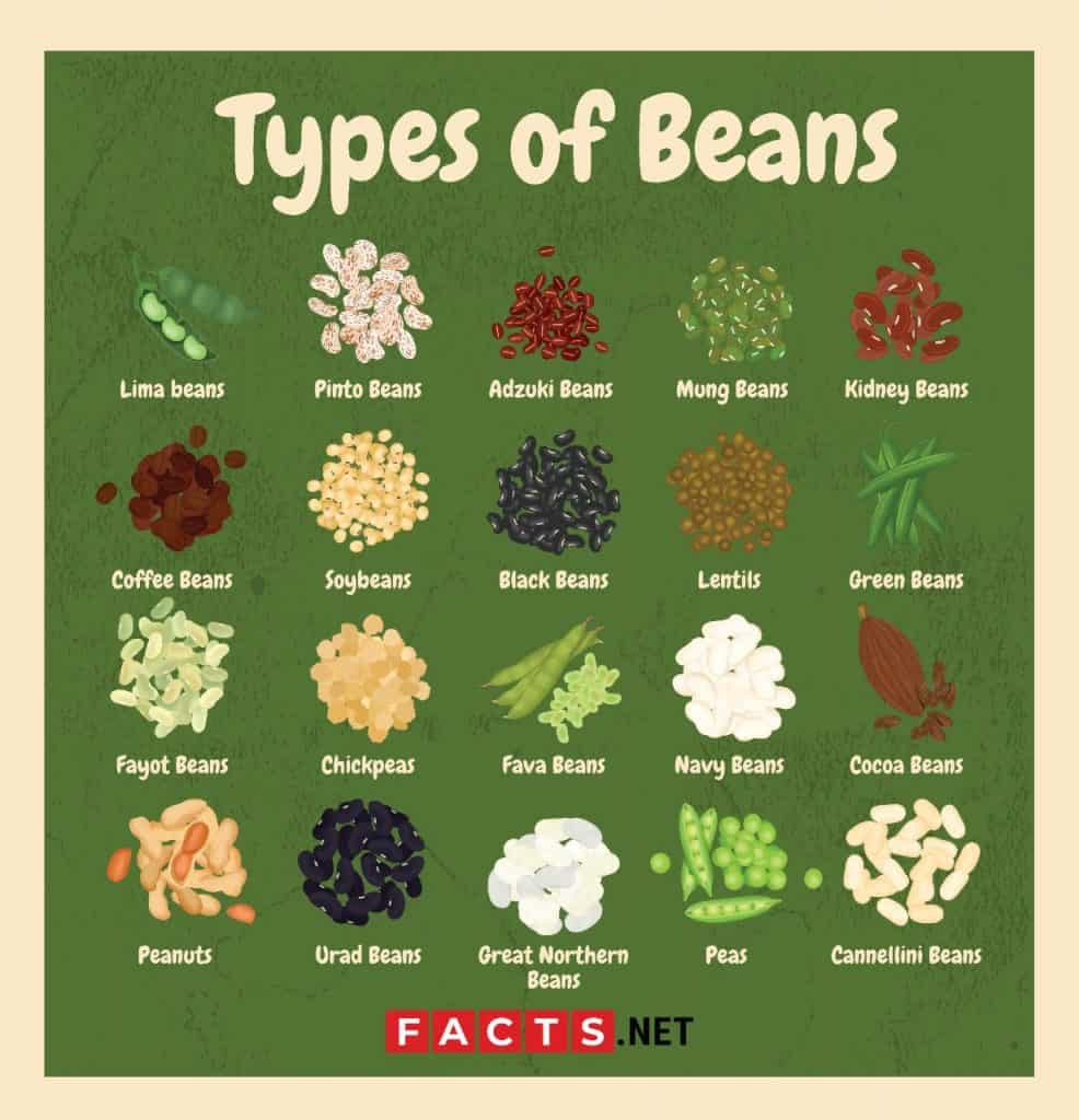 The Different Types of Beans