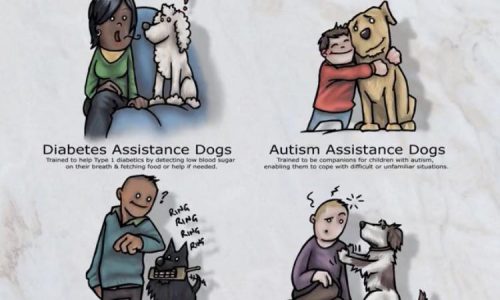 Types of assistance dogs