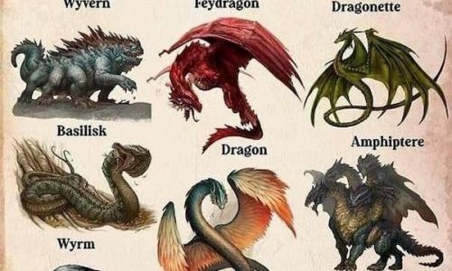 types of dragons