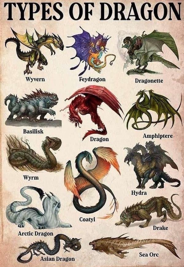types of dragons