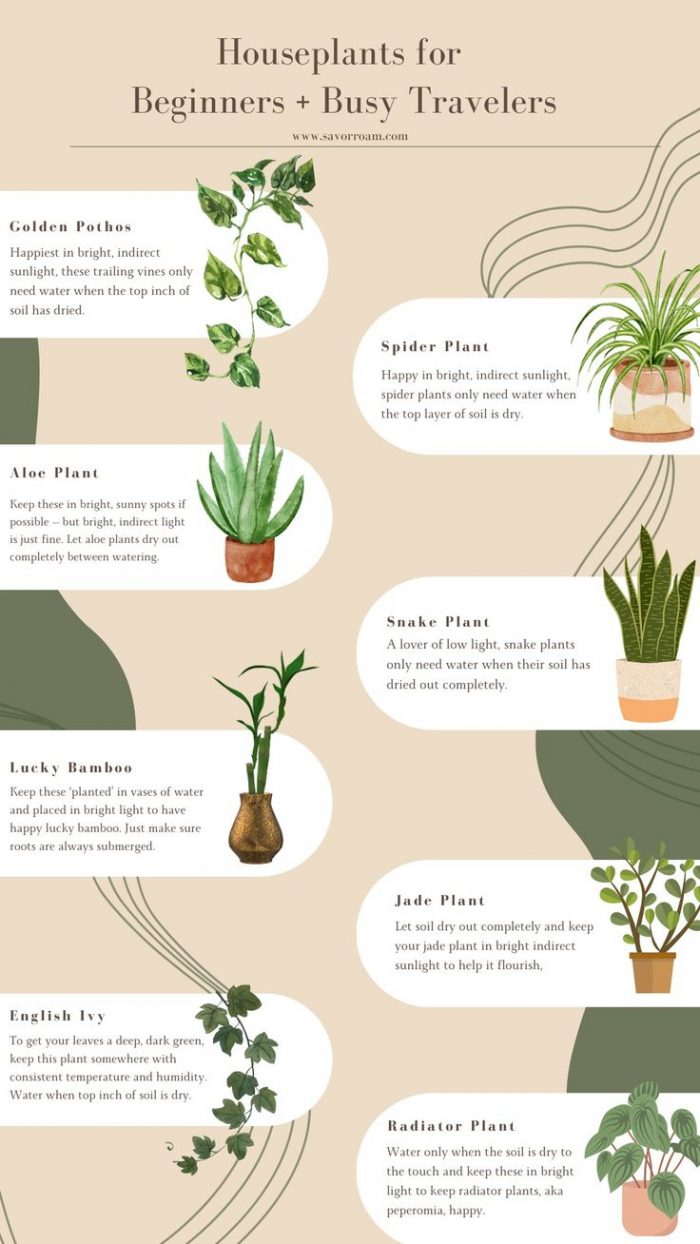 House Plants For Beginners