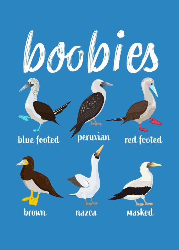 Types of Boobie Birds