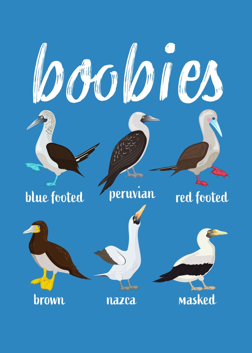 The 6 Types of Boobie Birds Explained