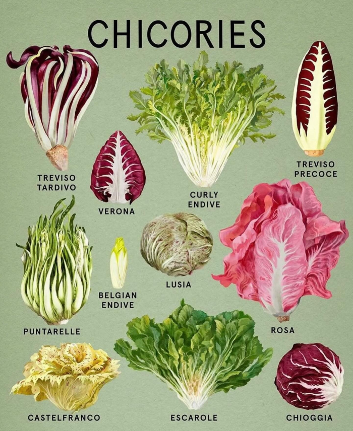 different types of chicories