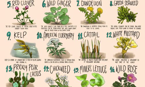 wild plants you can eat in the wilderness