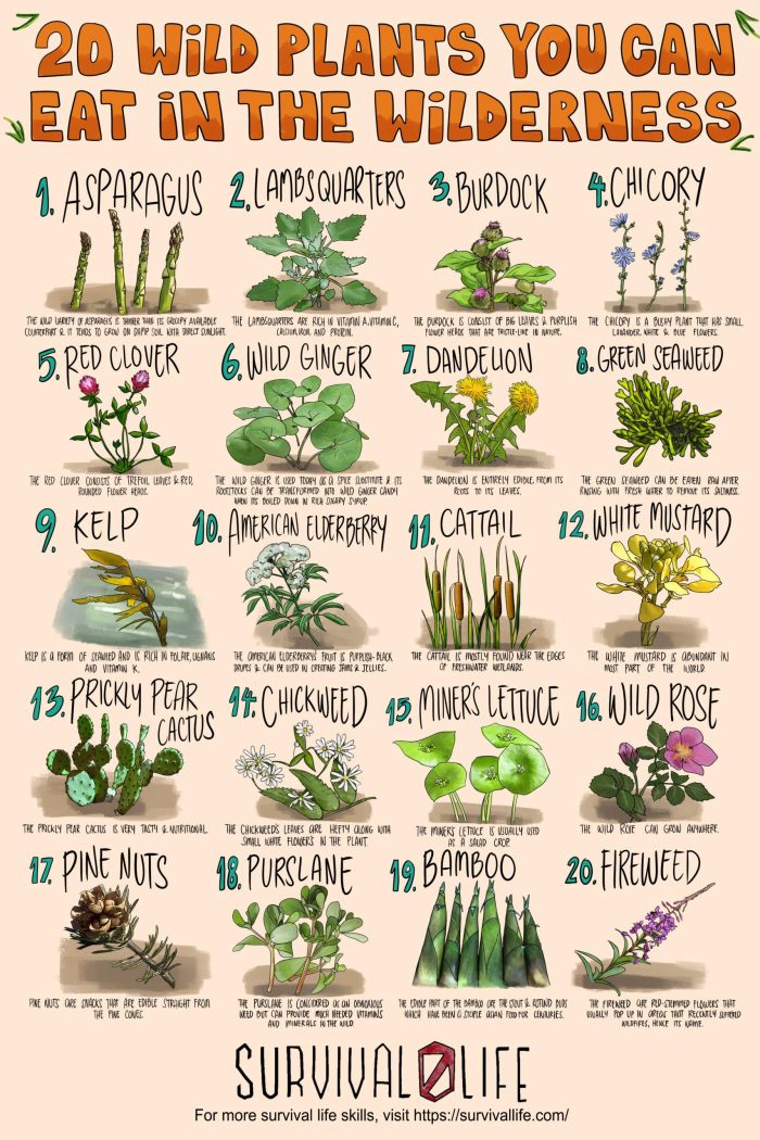 wild plants you can eat in the wilderness